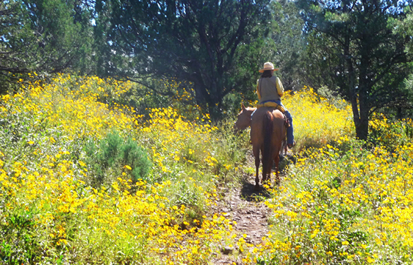 yellow flowers riding nm